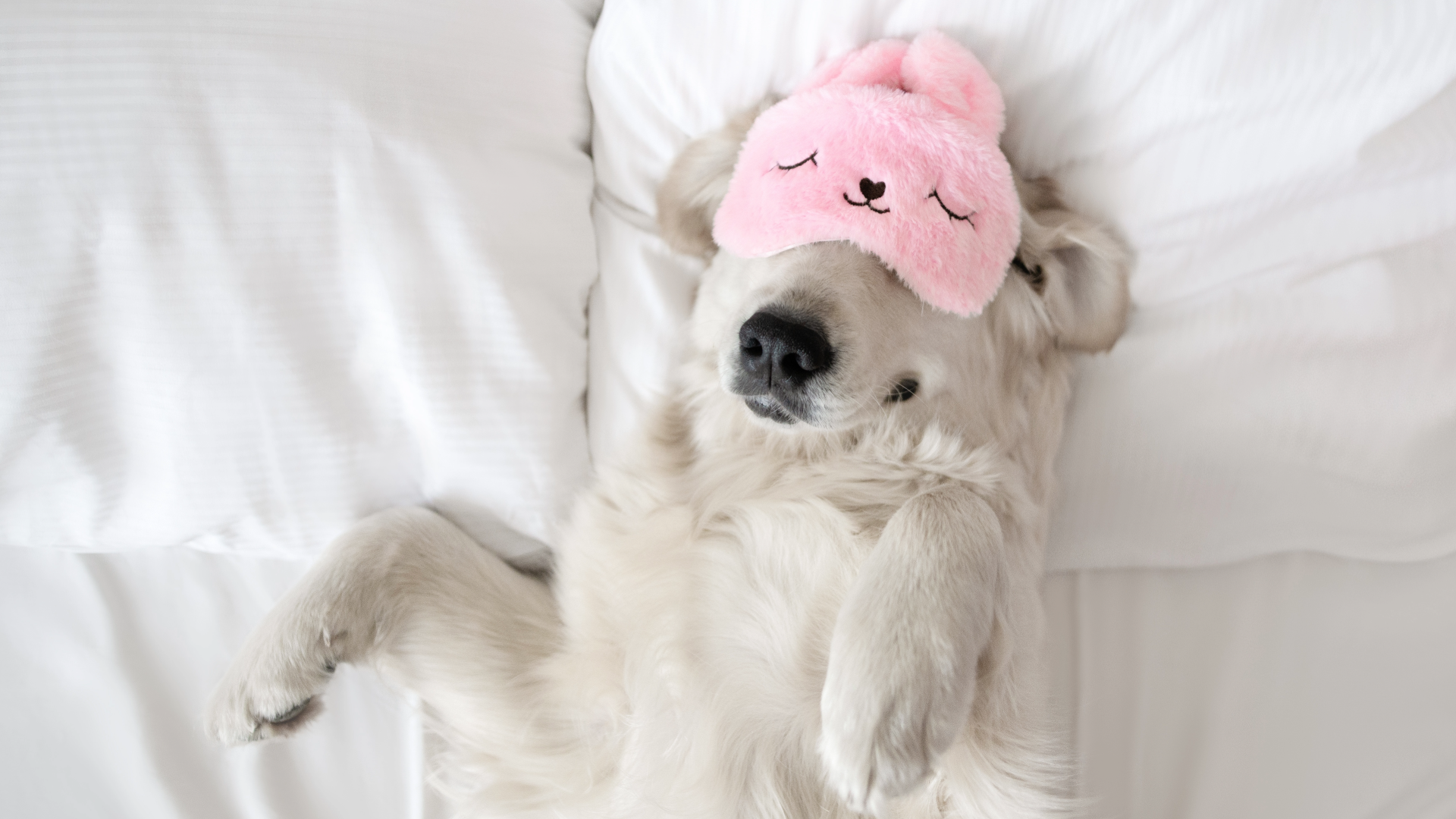 Jedes dritte Haustier schläft nachts im Bett – was Studien zeigen